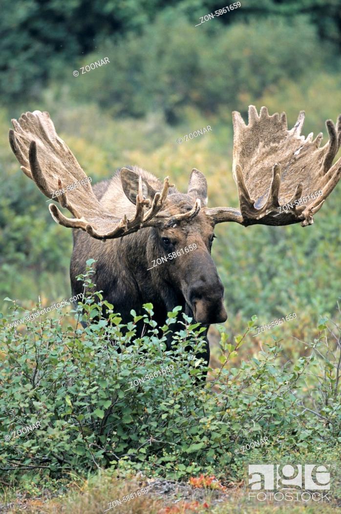 Stock Photo: Kapitaler Elchbulle mit Bastgeweih in der Tundra - (Alaska-Elch) / Bull Moose with velvet antler standing in the tundra - (Alaska Moose) / Alces alces - Alces.