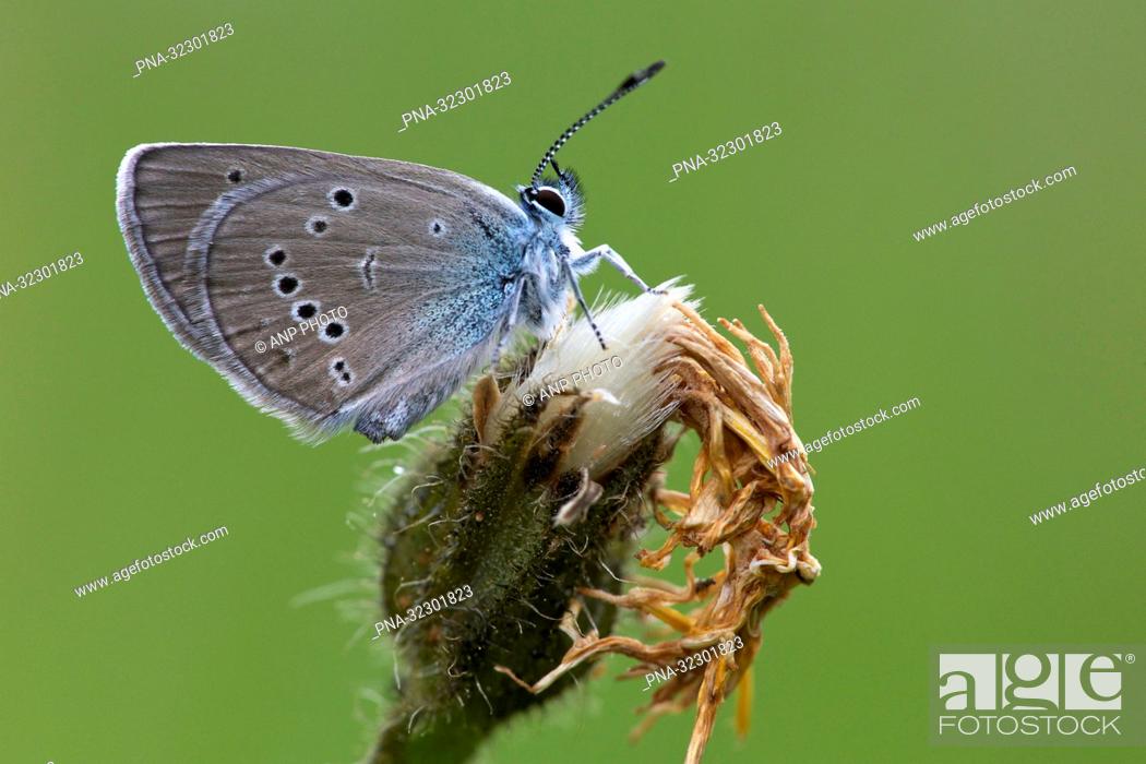 Stock Photo: Mazarine Blue (Polyommatus semiargus).