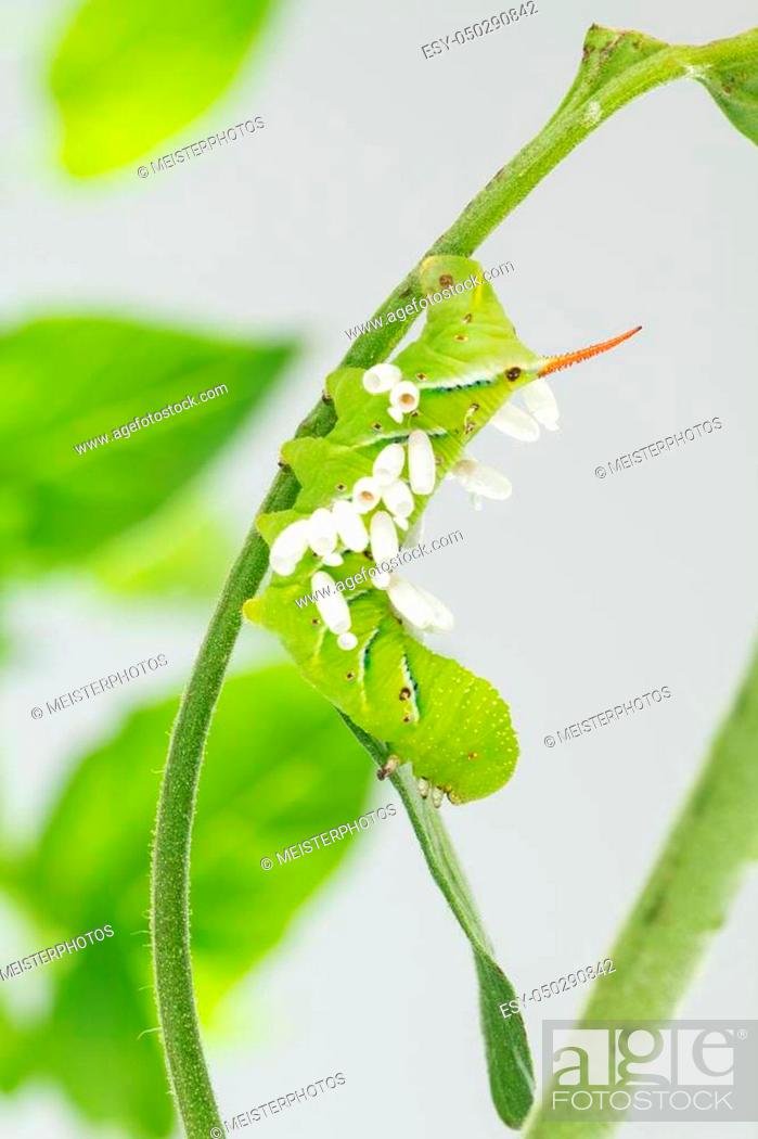 Stock Photo: Tobacco hornworm on tomato plant with emerged wasp cocoons.