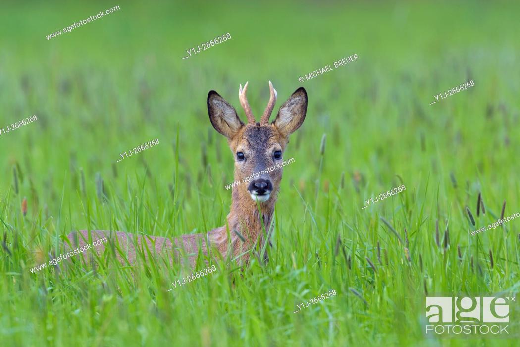 Stock Photo: Western Roe Deer (Capreolus capreolus) in Spring, Roebuck, Hesse, Germany, Europe.