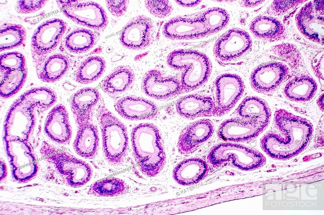 Photo de stock: Histology of human epididymis tissue, micrograph. Photo under microscope.