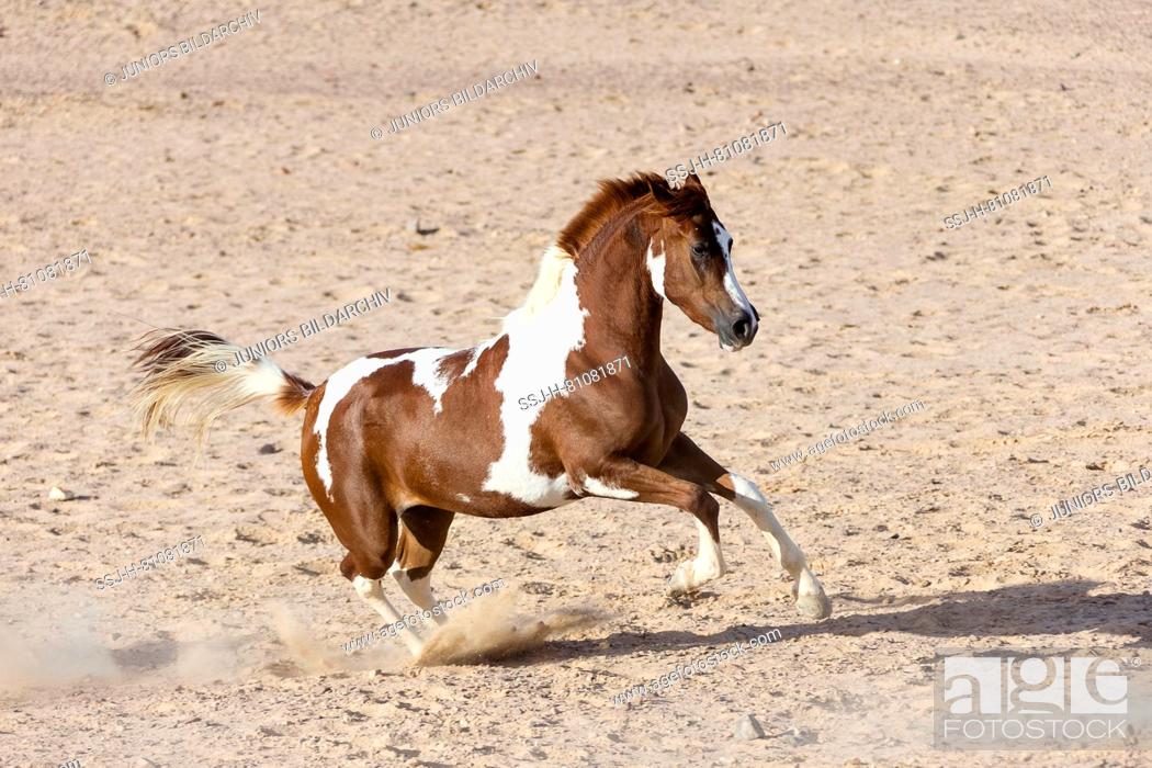 Stock Photo: Paint Horse. Skewbald mare galloping in the desert. Egypt.