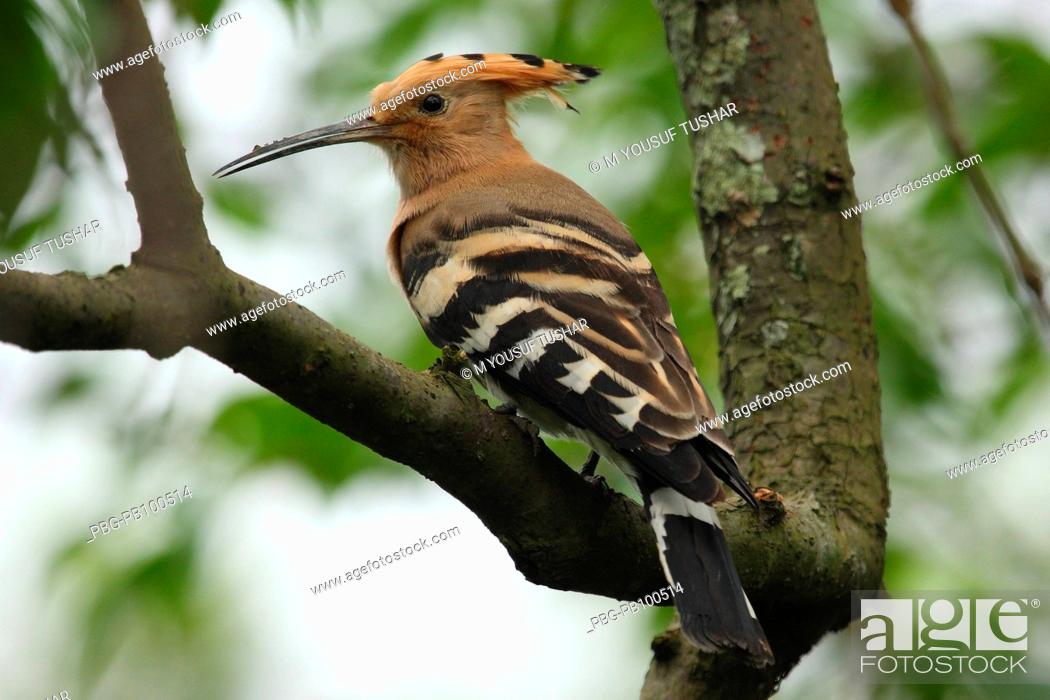 A Huppe bird Its English name is Huppe, Bengali name is Mohon Chura  Sundarbans, Bangladesh October, Stock Photo, Picture And Rights Managed  Image. Pic. PBG-PB100514 | agefotostock