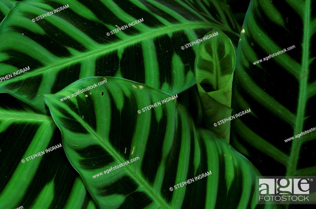 Stock Photo: Arrowroot Leaves (Calathea zebrina), Costa Rica.
