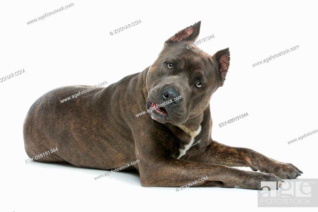 Stock Photo: Beautiful american staffordshire terrier dog. Tiger blue color male pet. Isolated on white background.