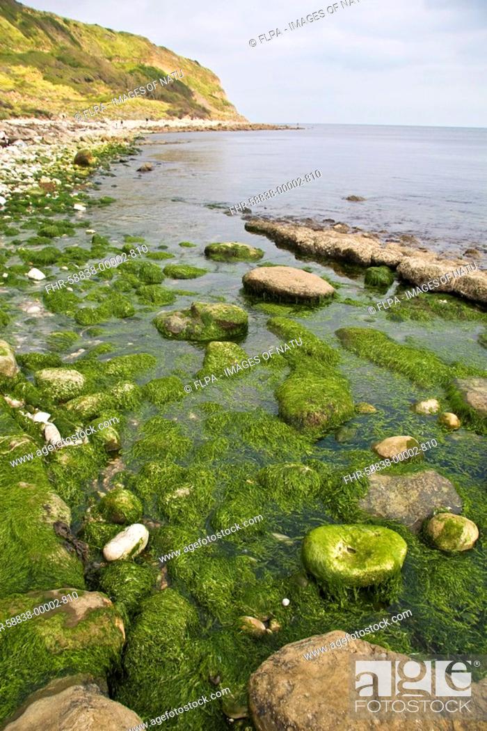 Stock Photo: Green Seaweed Enteromorpha linza growing on rocks in intertidal zone, Osmington Mills, Dorset, England, summer.