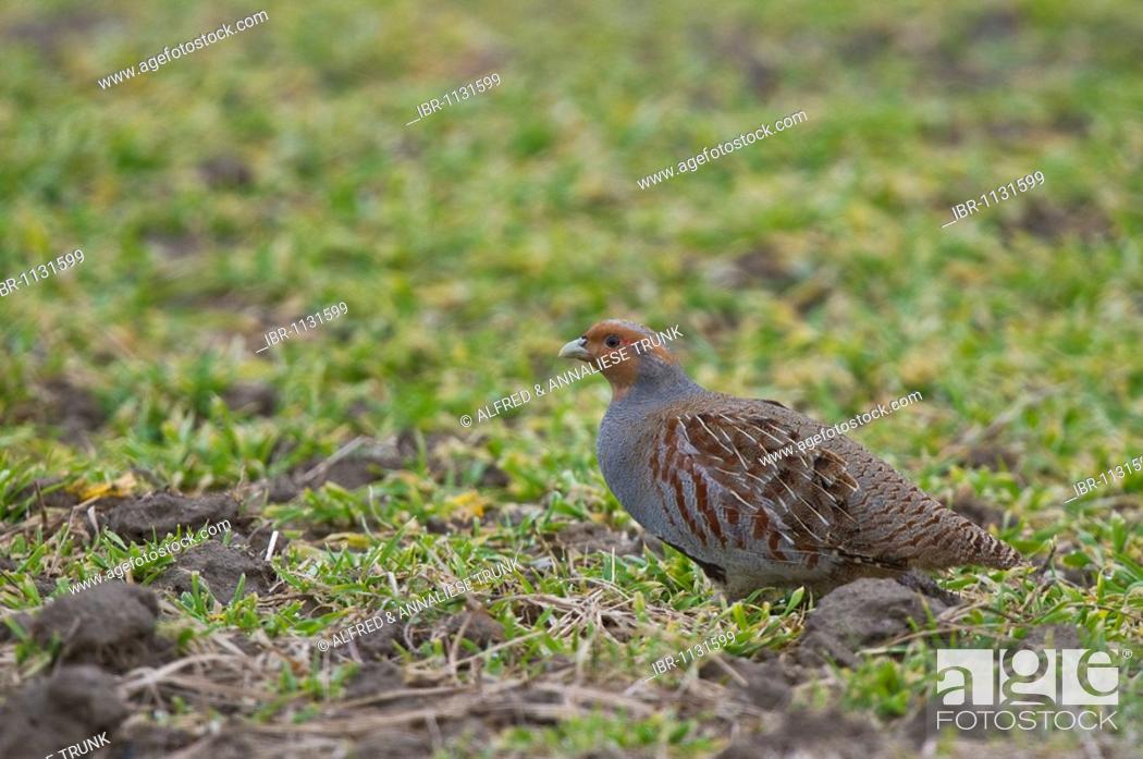 Stock Photo: Grey Partridge (Perdix perdix).