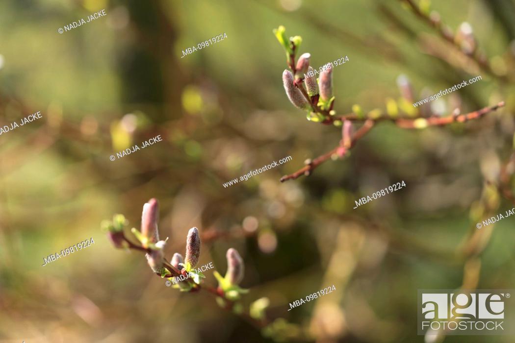 Stock Photo: catkins of a willow tree, close-up.