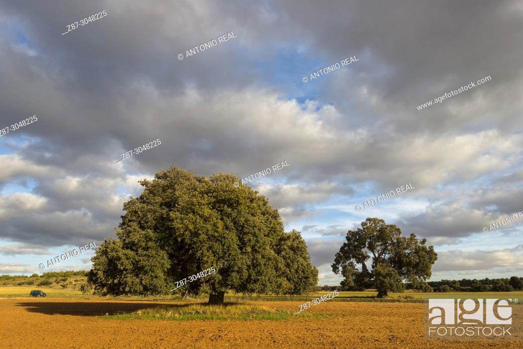 Stock Photo: One-hundred year holm oaks (Quercus ilex). Los Pozuelos. Almansa. Albacete province. Spain.