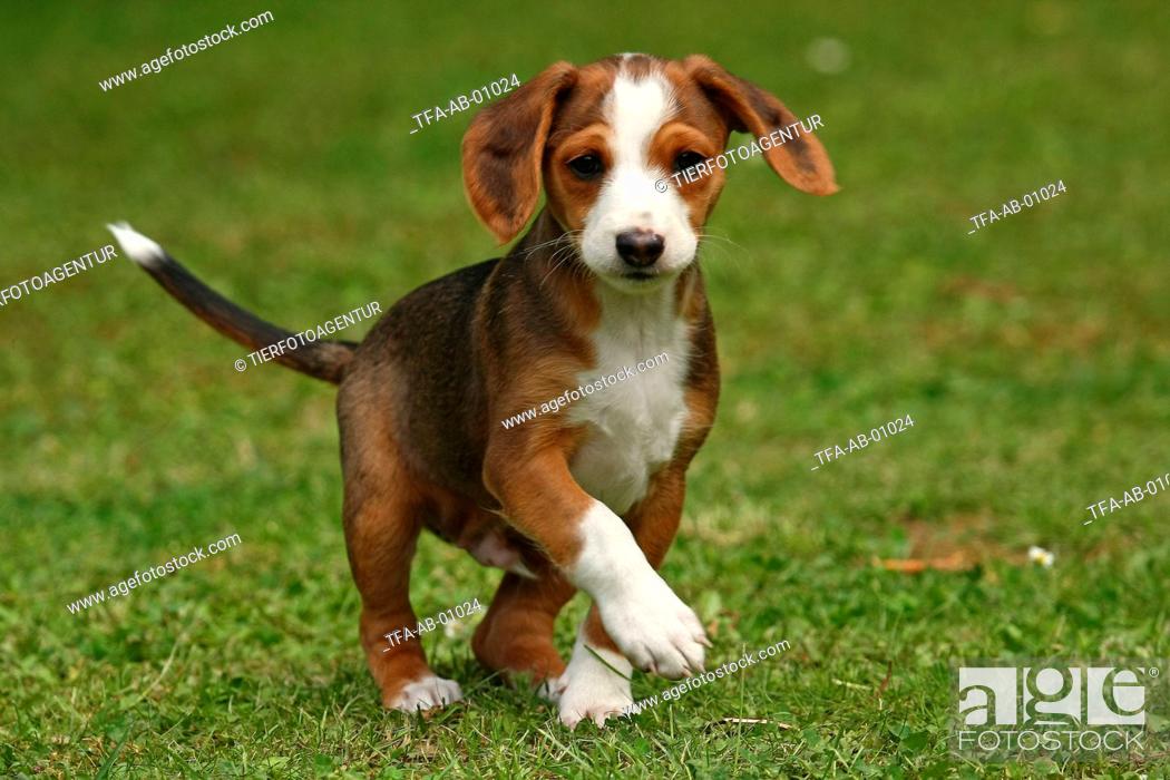 Running Braque Saint Germain Puppy Stock Photo Picture And Rights Managed Image Pic Tfa Ab 01024 Agefotostock