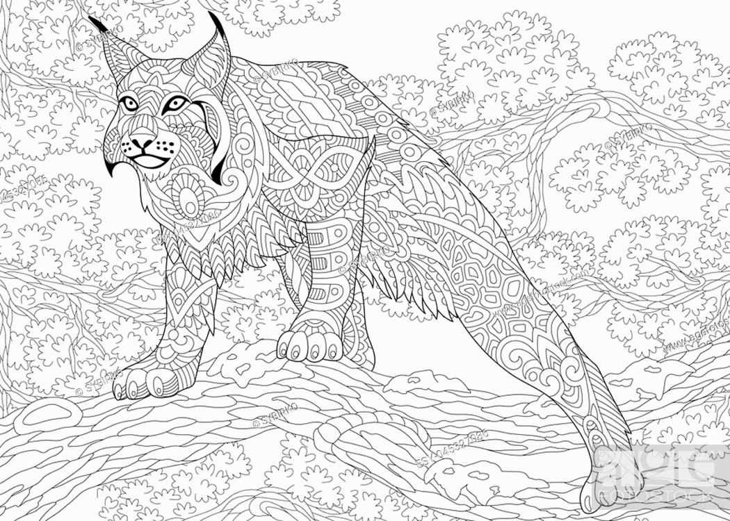 Coloring page of wildcat lynx, american bobcat, caracal ready to ...