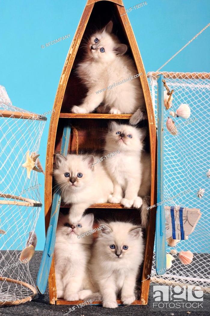 Stock Photo: Sacred cat of Burma - five kittens in boat.