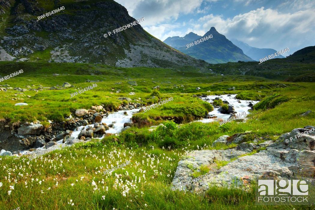 Stock Photo: cotton-grass (Eriophorum spec.), mountain creek at Julier Pass, Switzerland, Grisons.