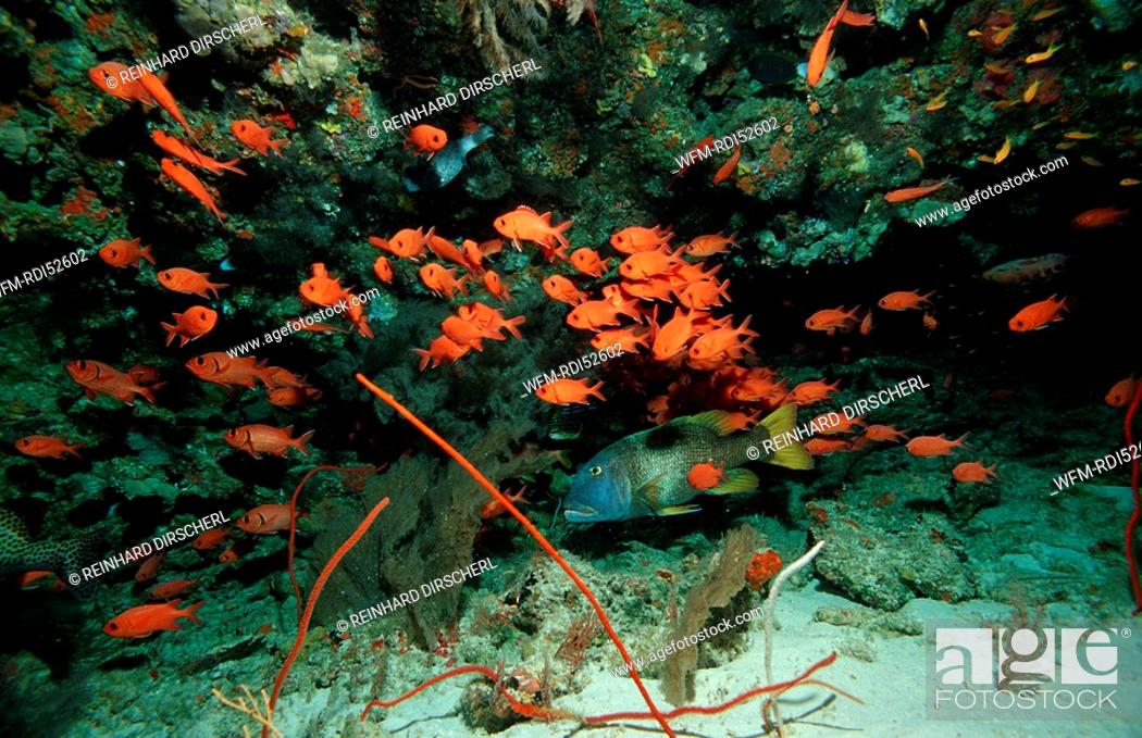 Stock Photo: Blotcheye soldierfishes Overhang, Myripristis murdjan, Indian ocean Ari Atol Atoll, Maldives Islands.