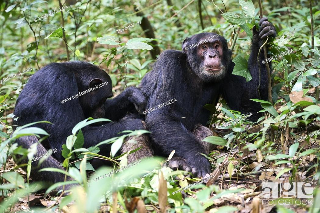 Photo de stock: Chimpanzee (Pan troglodytes schweinfurthii) males grooming, Kibale National Park, Uganda, Africa.