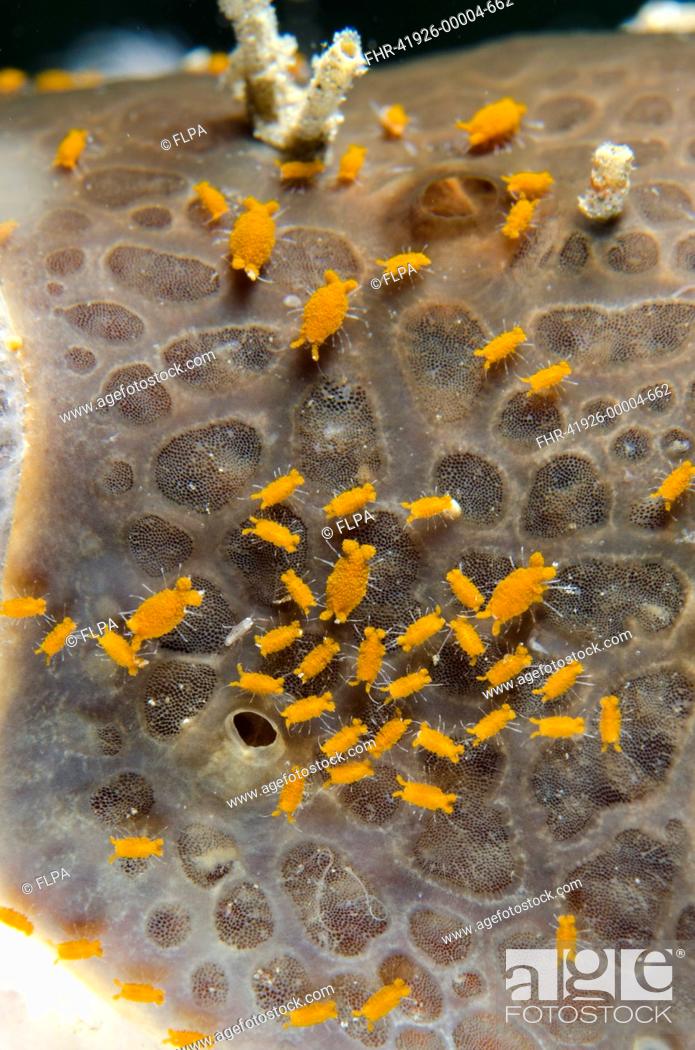 Stock Photo: Sponge Isopod (Santia sp.) group, Lembeh Straits, Sulawesi, Sunda Islands, Indonesia, January.