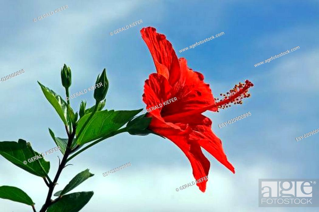 Stock Photo: Hibiscus rosa- sinensis cv Haiti Girl.