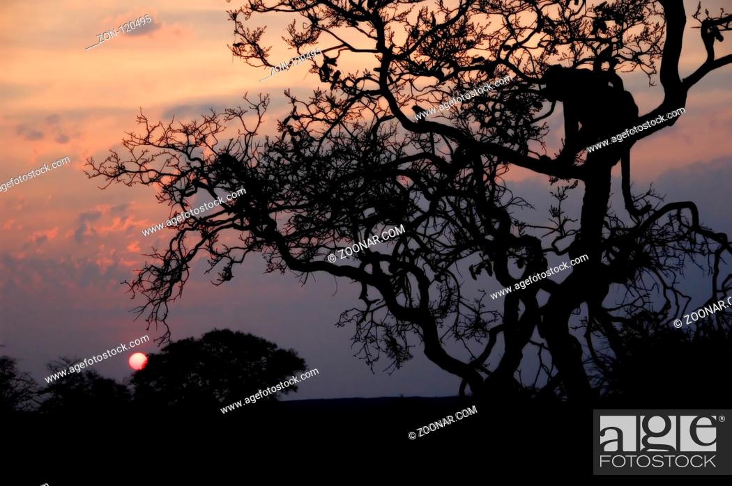 Imagen: The sundown at okanjima is a wonderful nature experience. Especially if you have a leopard sitting in front of it.