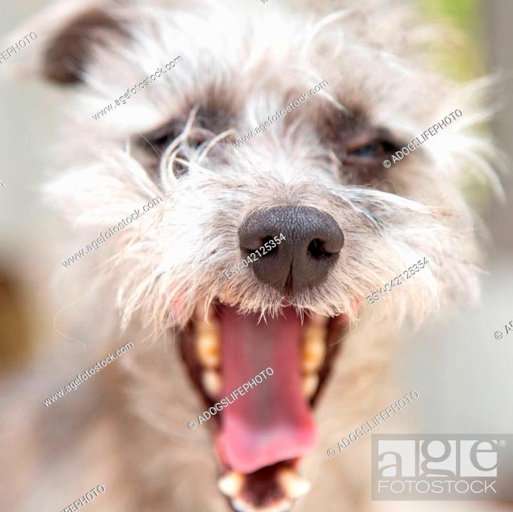 Funny photo of tired dog with messy hair and mouth wide open to yawn, Stock  Photo, Picture And Low Budget Royalty Free Image. Pic. ESY-042125354 |  agefotostock