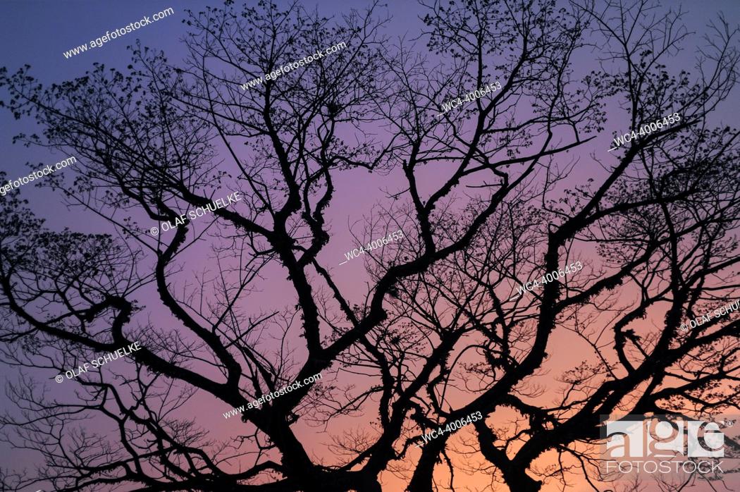 Stock Photo: Yangon, Myanmar, Asia - A tree is silhouetted against the reddish light of the evening sky at dusk in the economic metropolis and former capital city of the.