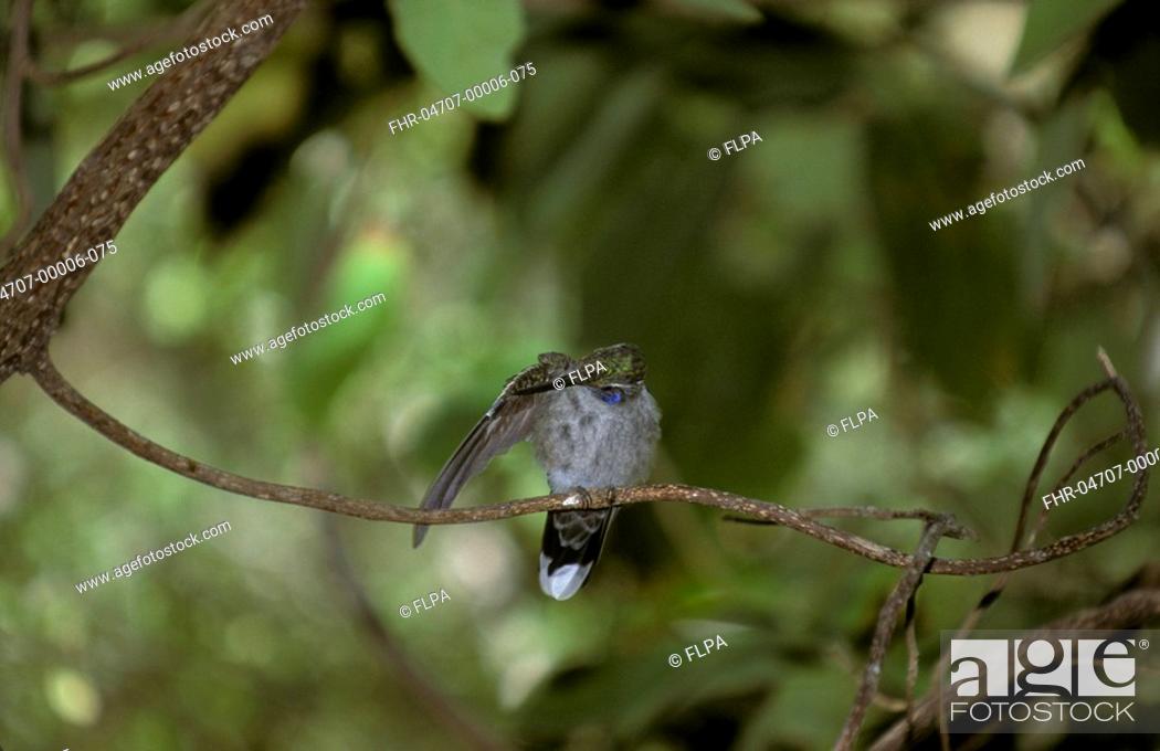 Stock Photo: Hummingbird Blue- throated Lampornis clemenciae Male.