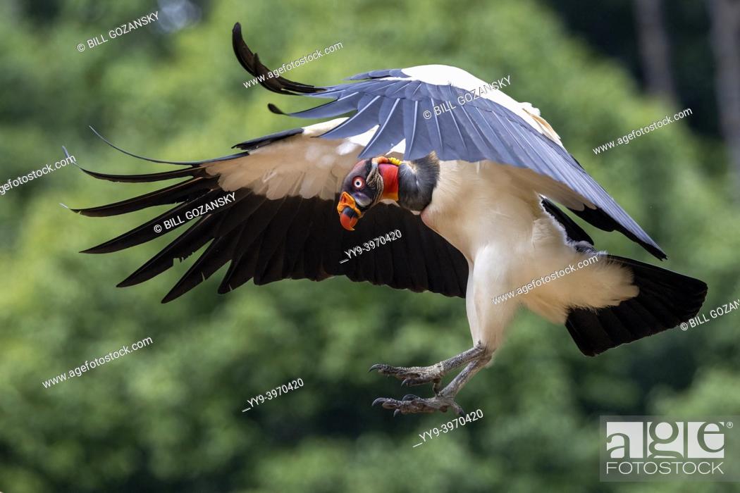 Stock Photo: King vulture (Sarcoramphus papa) in flight - La Laguna del Lagarto Eco-Lodge, Boca Tapada, Costa Rica.