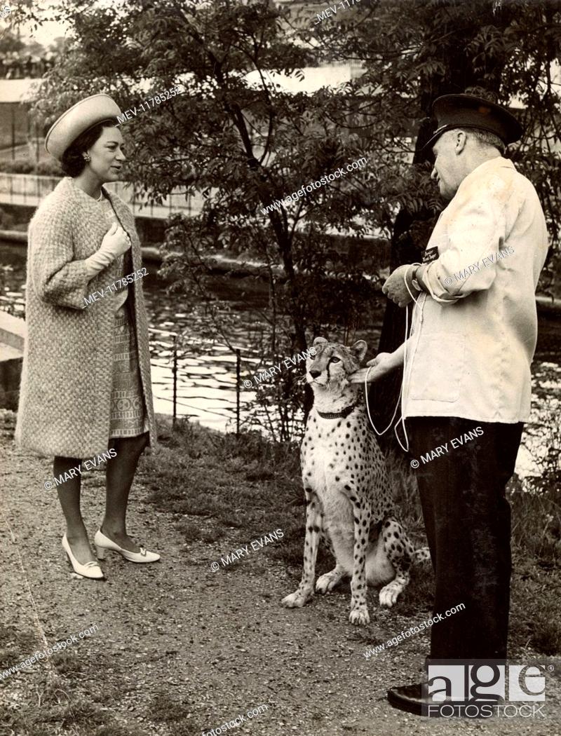 Stock Photo: Princess Margaret meeting a Cheetah and Zoo Keeper at London Zoological Park (London Zoo - ZSL) on 16th May 1967.