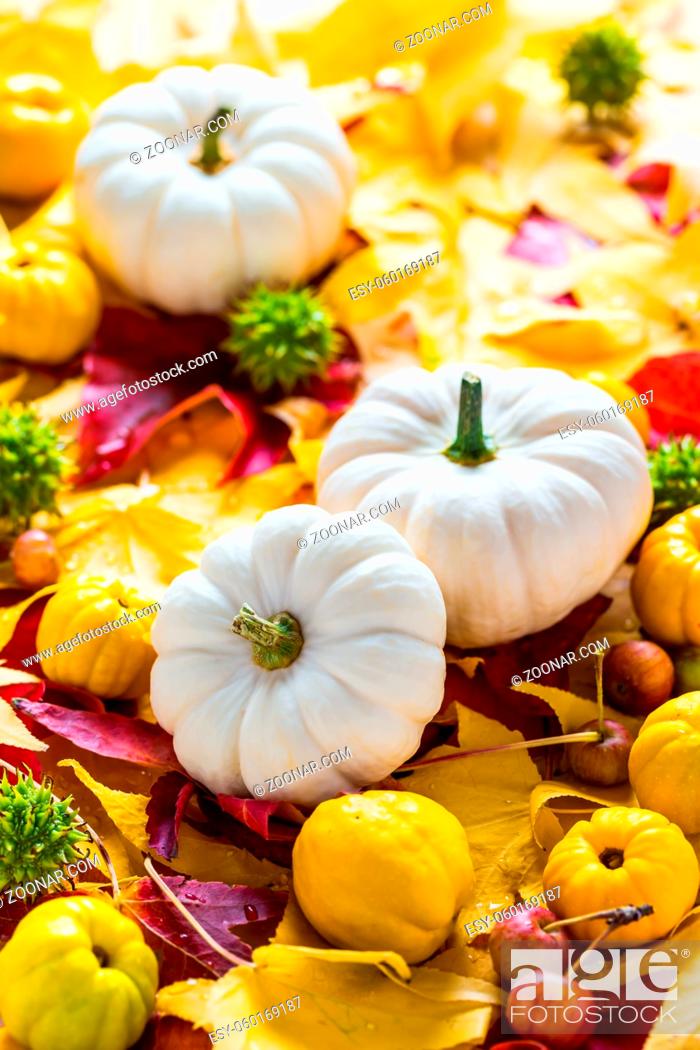 Stock Photo: White pumpkins with autumn leaves and fruits for Thanksgiving.