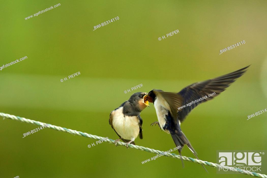 Stock Photo: barn swallow (Hirundo rustica), adult landing on a wire for feeding its begging squeaker, Germany.
