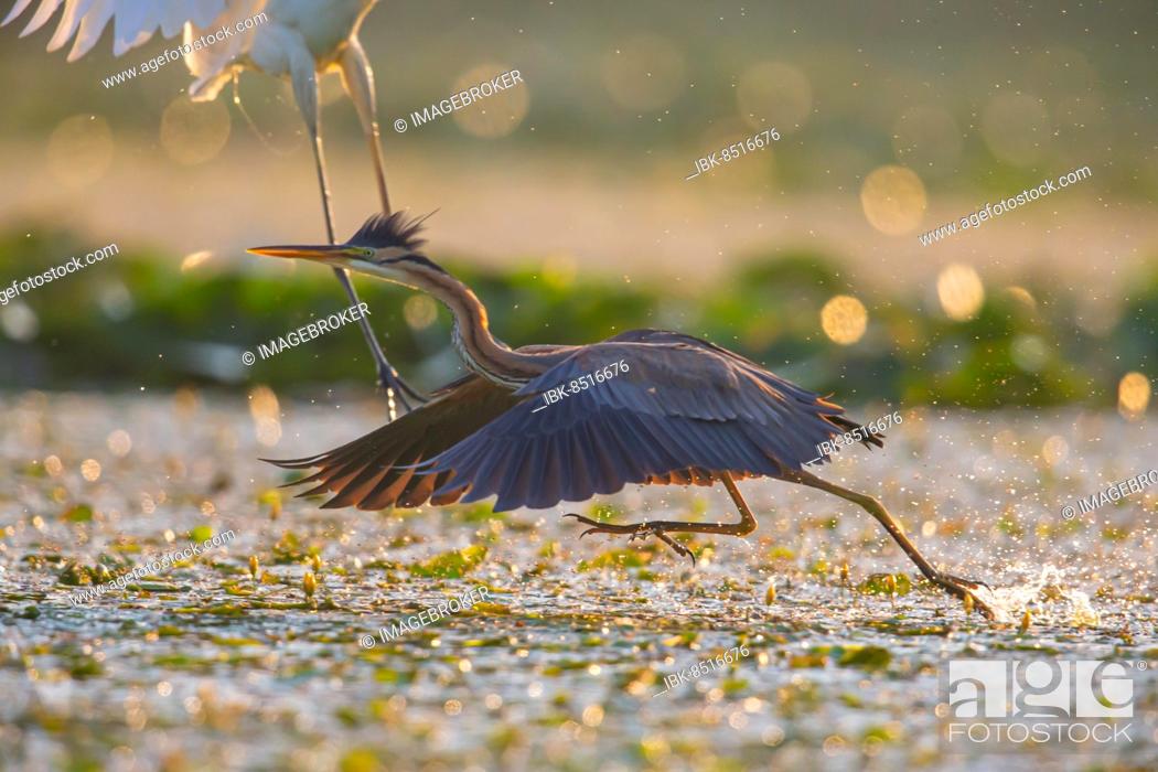 Stock Photo: Purple heron (Ardea purpurea), the bird searches for prey in shallow water in the early morning and flies off, Hungary, Europe.