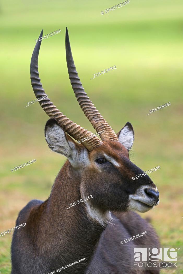Waterbuck Male, Kobus ellipsiprymnus, Africa, Stock Photo, Picture And  Rights Managed Image. Pic. ZQ5-3426562 | agefotostock