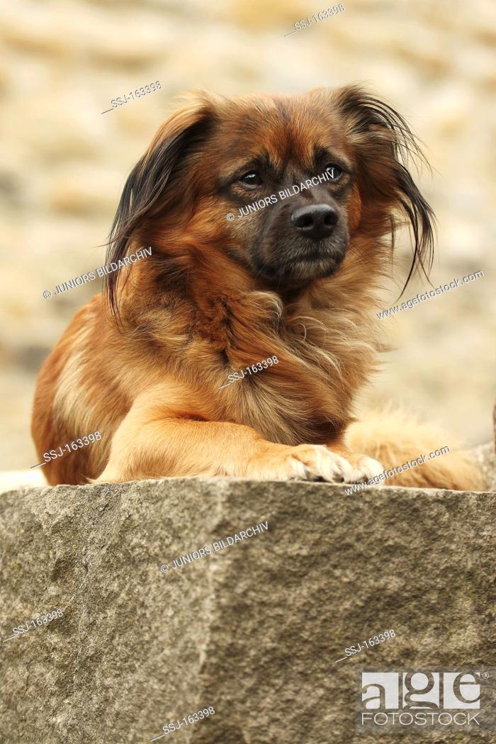 Stock Photo: half breed dog - lying.