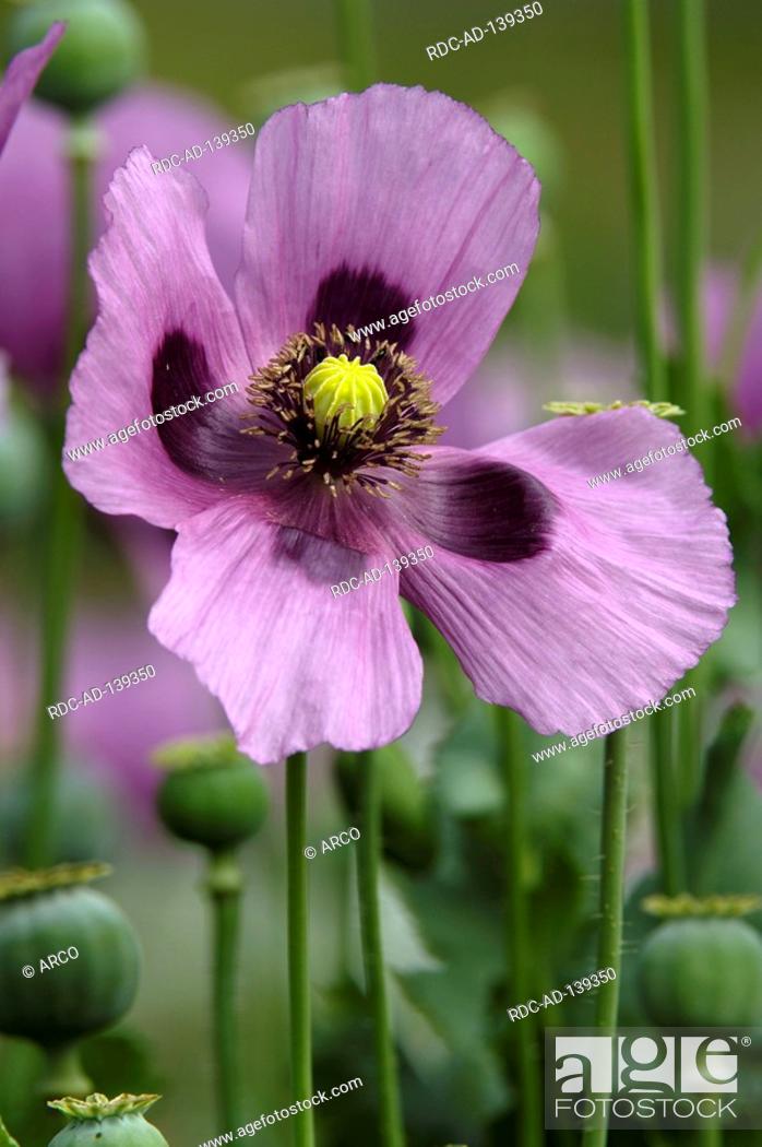 Stock Photo: Opium Poppy Papaver somniferum.