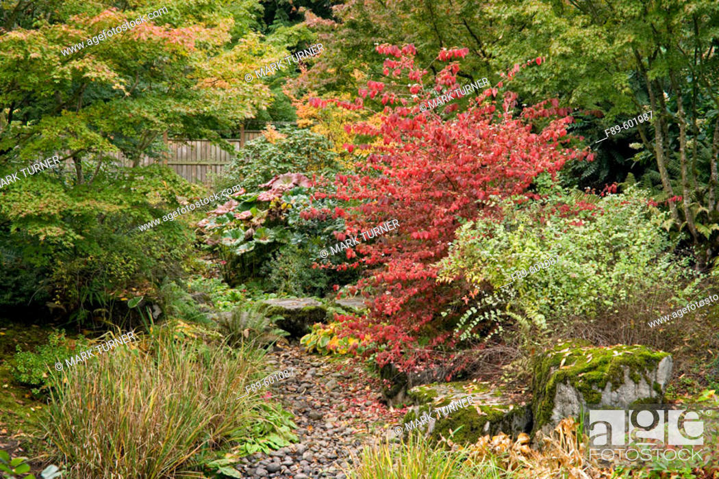 Redvein Enkianthus By Dry Stream Bed W Japanese Maples