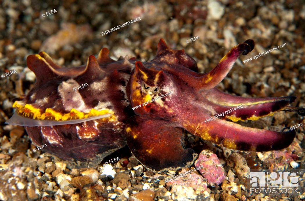 Stock Photo: Pfeffer's Flamboyant Cuttlefish (Metasepia pfefferi) adult, resting on black sand, Lembeh Straits, Sulawesi, Sunda Islands, Indonesia, January.