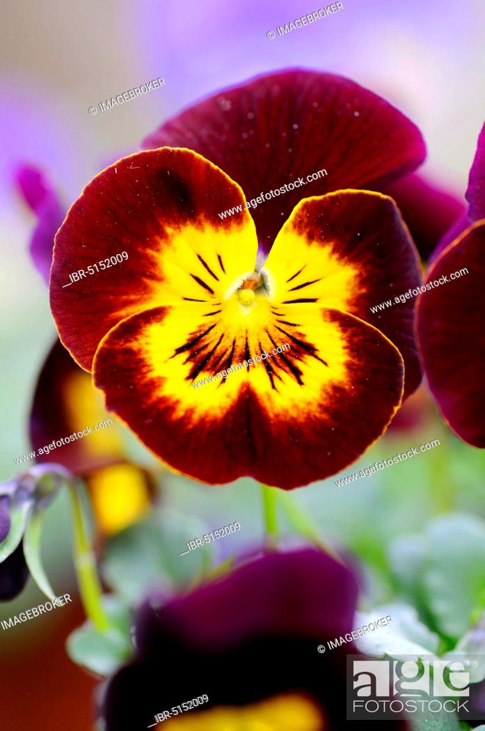 Stock Photo: Horned violet (Viola cornuta hybrid), Pansy.