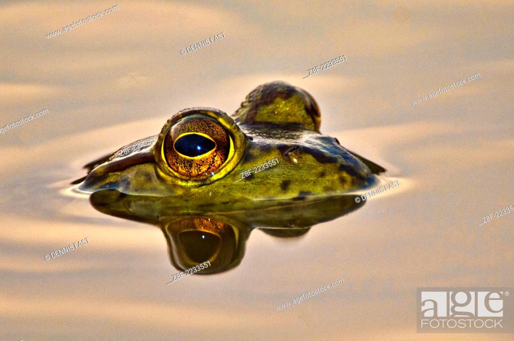 Stock Photo: Bullfrog reflected in water.