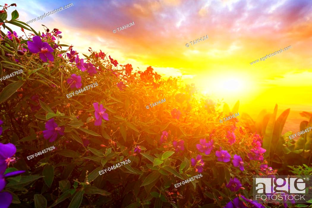 Stock Photo: Purple princess flower, Glory flower, Tibouchina Urvilleana., Hawaii, Maui, in sunset.