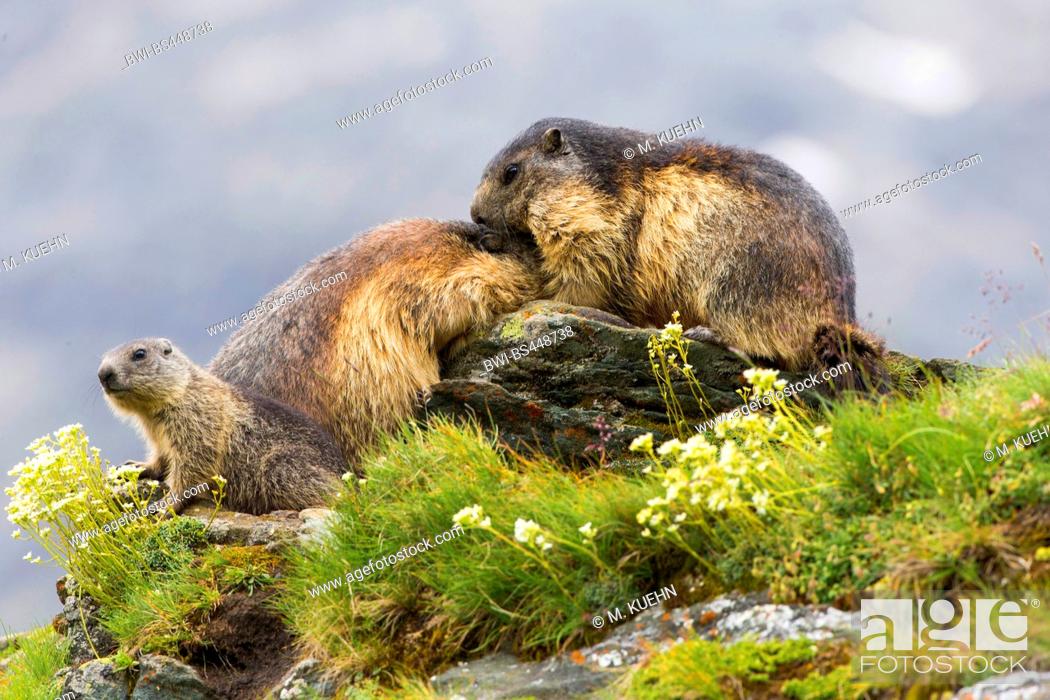 alpine marmot (Marmota marmota), animal family on a rock, Austria, Stock  Photo, Picture And Rights Managed Image. Pic. BWI-BS448738 | agefotostock