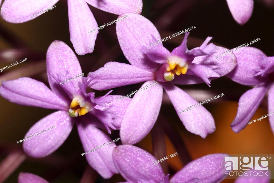 Stock Photo: Tropical Orchid, Orchidaceae, Amazonia, Ecuador, America.