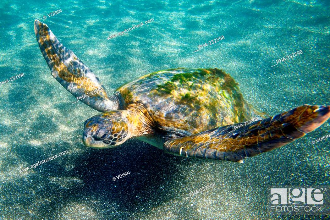 Imagen: Sea turtle Chelonia mydas agassizi.