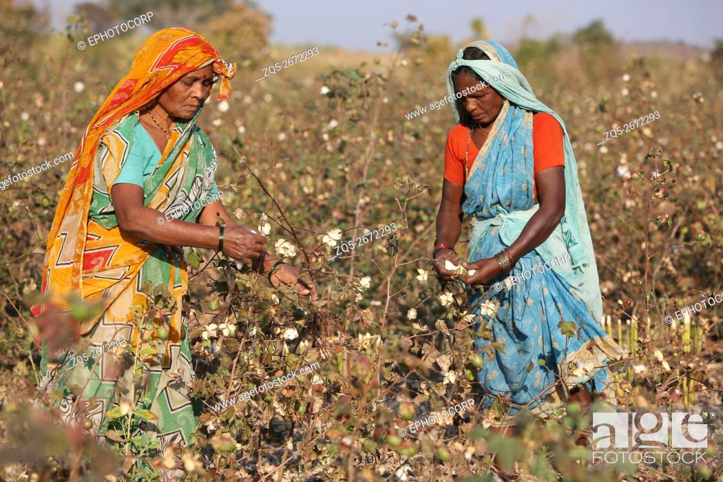 Imagen: PRADHAN TRIBE - Tribal women picking cotton. Pradhan boti Village, Kalam Taluka, in Maharashtra in India.