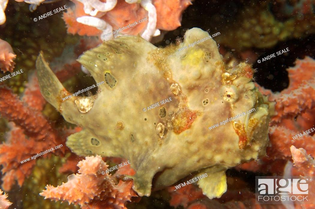 Imagen: Painted Frogfish, perched on red Sponge, Antennarius pictus, Dumaguete, Negros, Visayan Sea, Philippines.