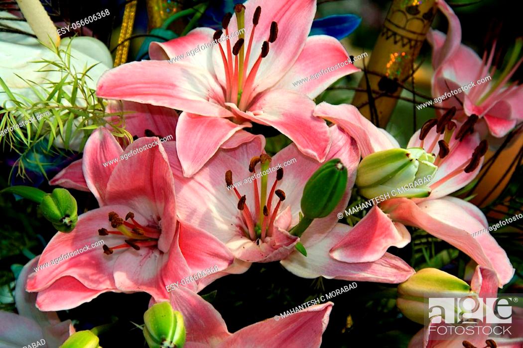 Stock Photo: Bunch of pink stargazer lily flowers and buds at Republic Day Horticultural Show in Lalbagh Botanical Garden, Bengaluru, Karnataka, India, Asia.