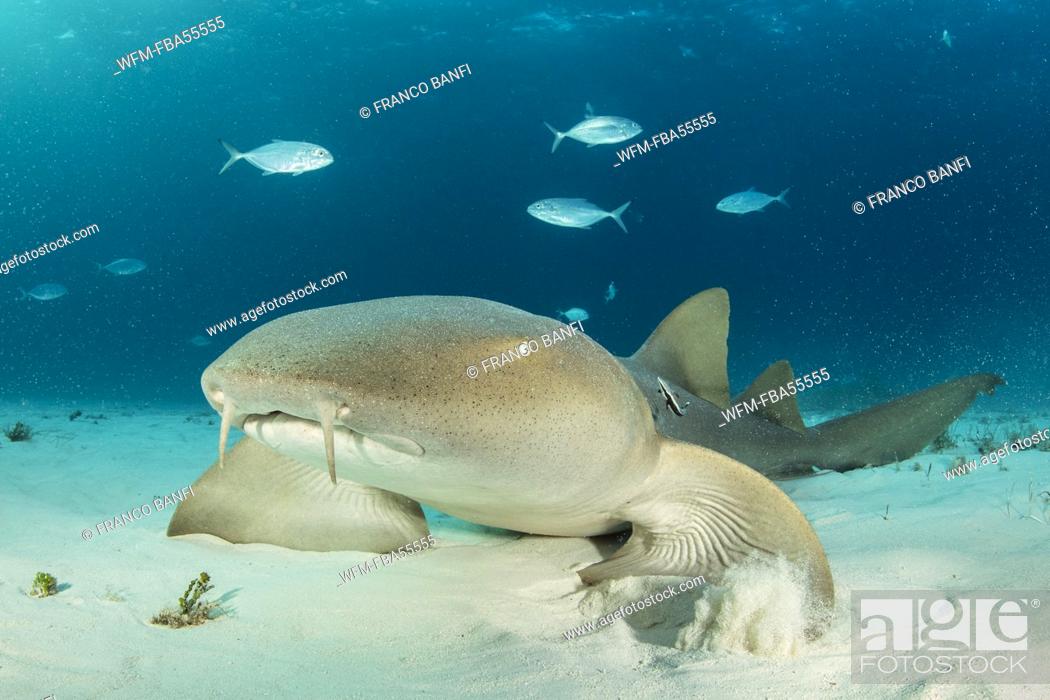 Stock Photo: Nurse Shark, Ginglymostoma cirratum, Bimini, Bahamas.