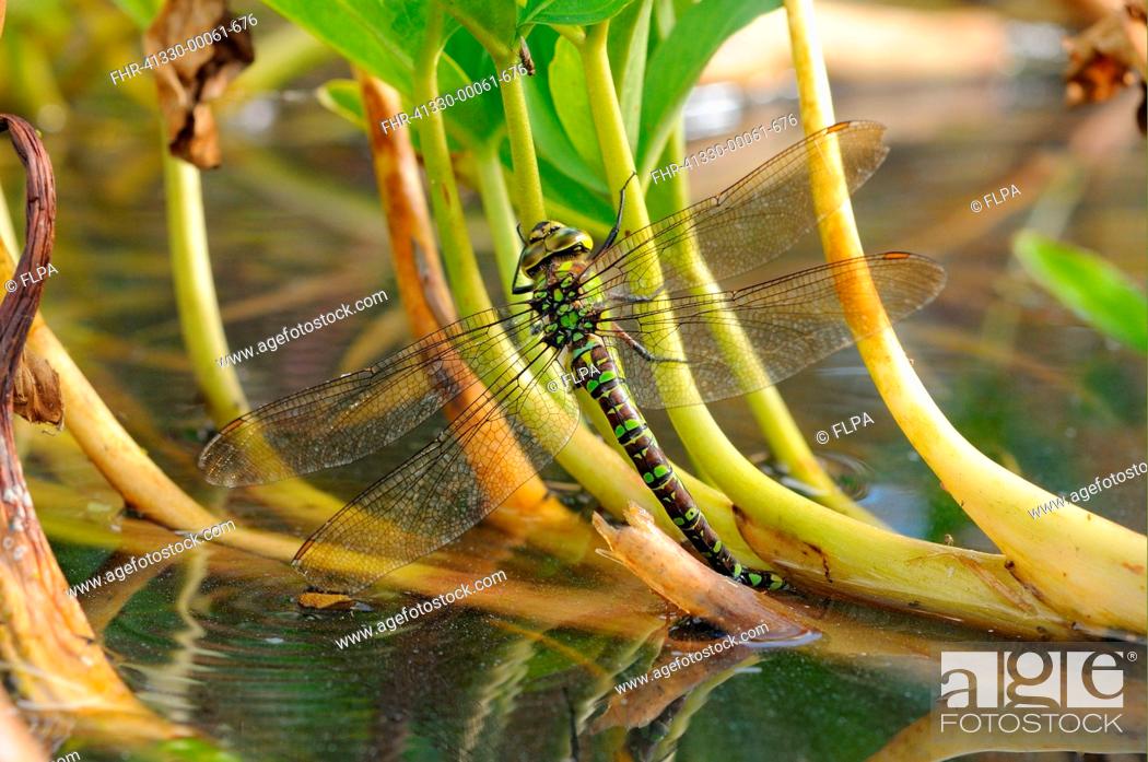 Stock Photo: Southern Hawker Aeshna cyanea adult female, laying eggs in Bogbean Menyanthes trifoliata stem, Oxfordshire, England, September.