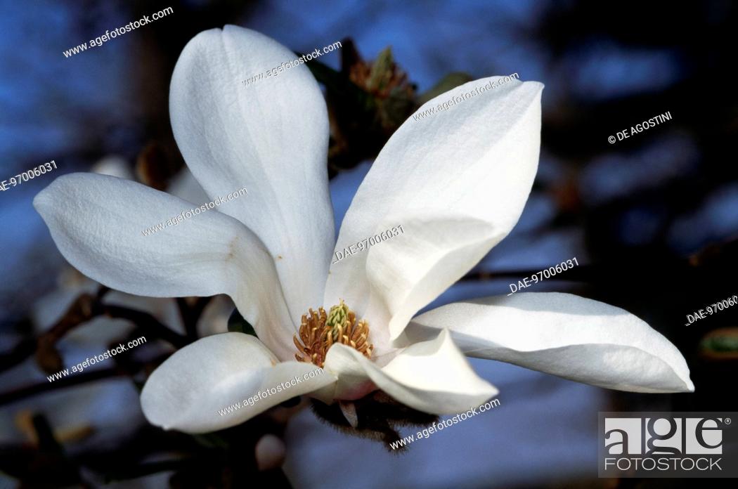 Stock Photo: Lilytree (Magnolia denudata, Yulania denudata), Magnoliaceae.