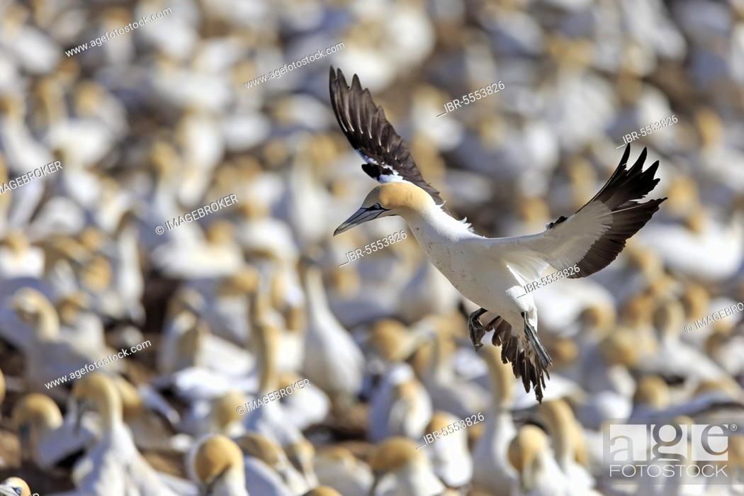 Stock Photo: Cape Gannet (Morus capensis), Lamberts Bay, Western Cape, South Africa, Africa.