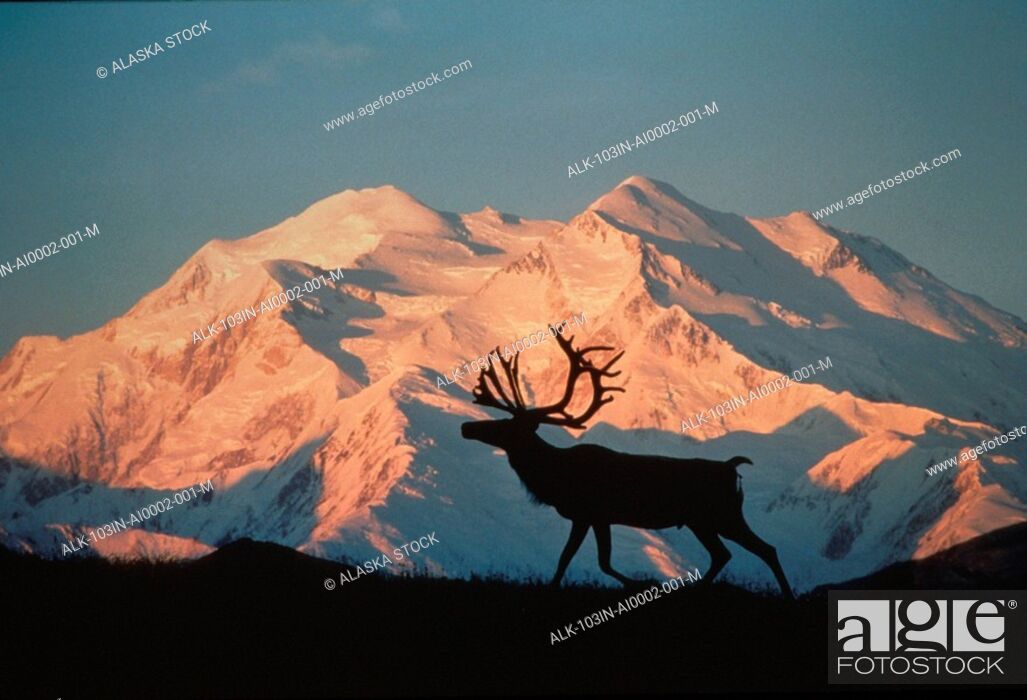 Stock Photo: Caribou silhouette against Mt McKinley Denali NP Alaska National Park Composite.