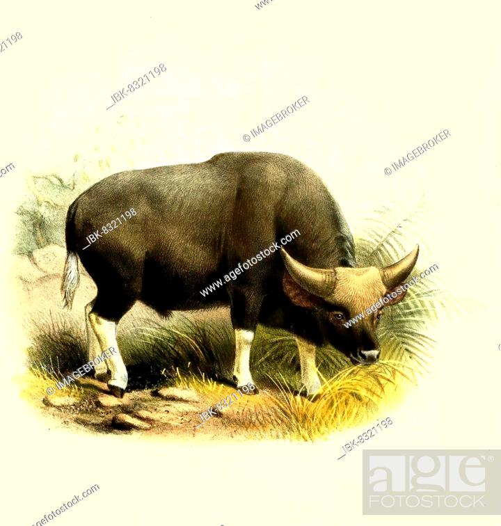 Gayal frontalis, also known as Drung ox or Mithun, is a large domestic  cattle (Bos) common in Asia, Stock Photo, Picture And Royalty Free Image.  Pic. IBK-8321198 | agefotostock
